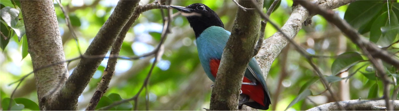 Badak BISCO – Conservation Forest Avifauna