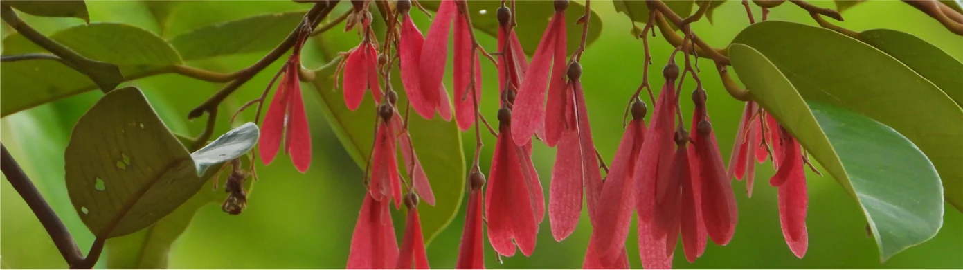 Badak BISCO – Conservation Forest Flora