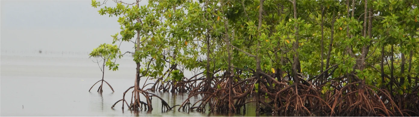Badak BISCO – Mangrove & Coastline