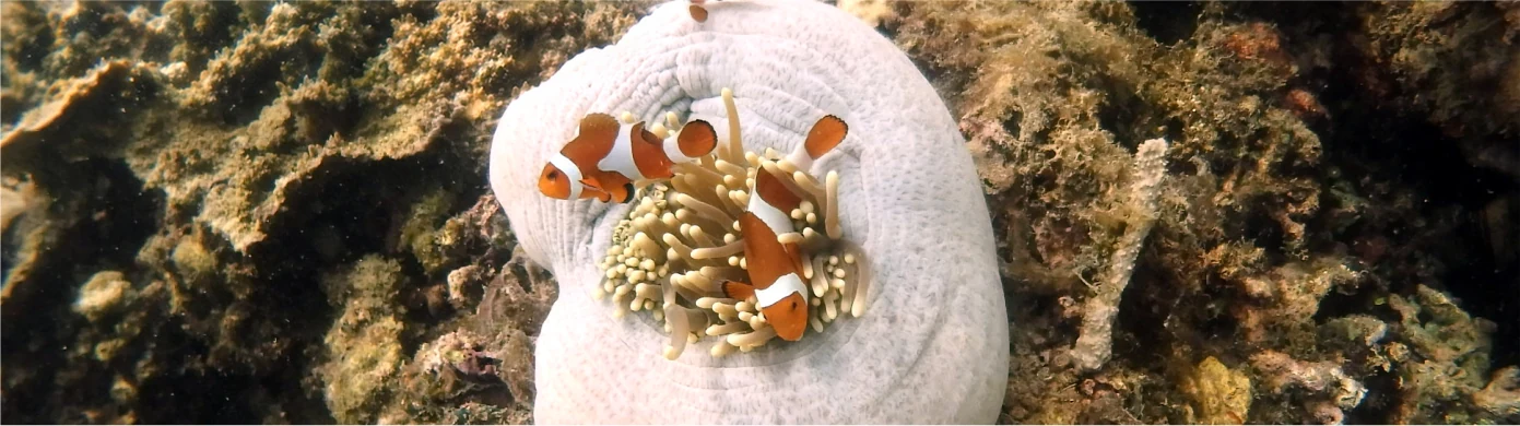 Badak BISCO – Marine Conservation Area