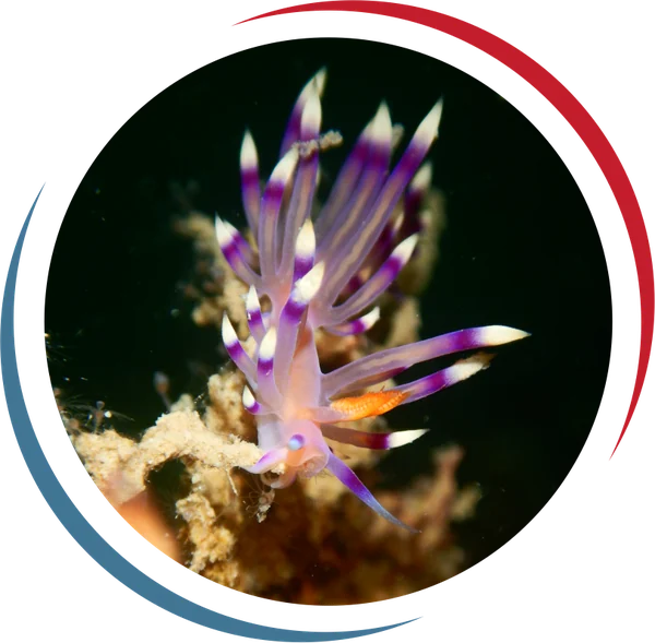 Marine Conservation Area