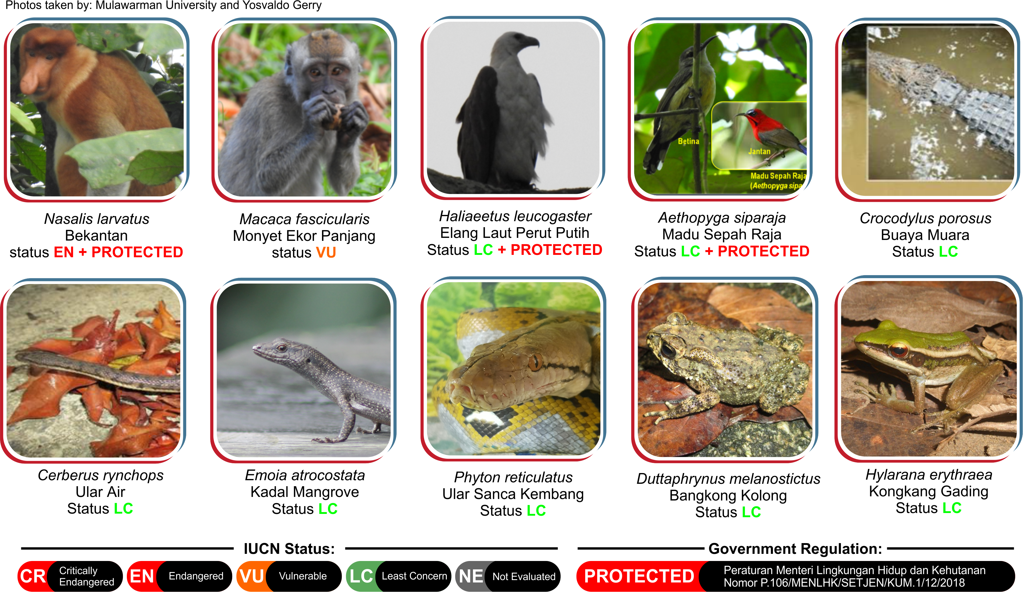 Mangrove Biodiversity