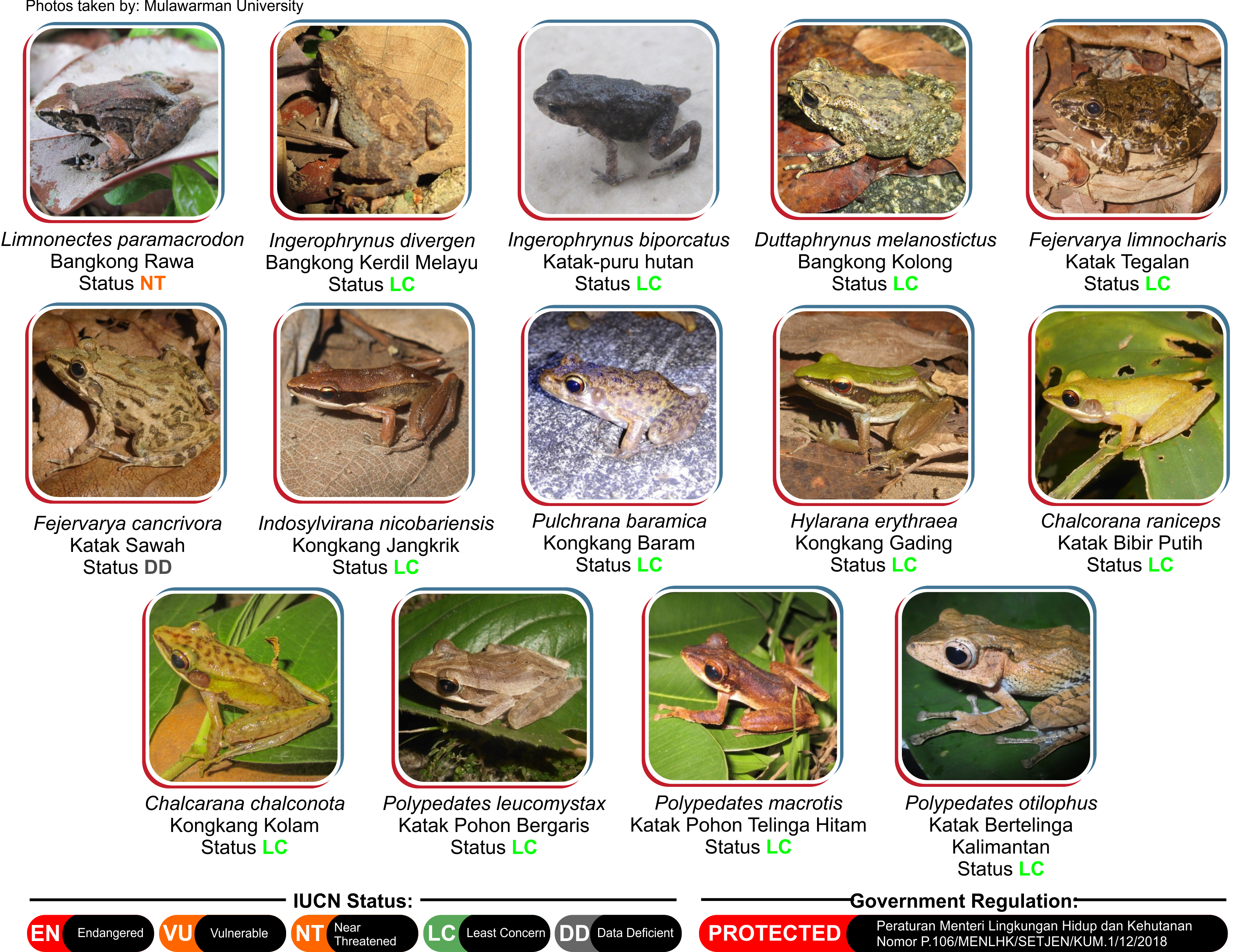 Amphibian population trend in Badak LNG Conservation Forest