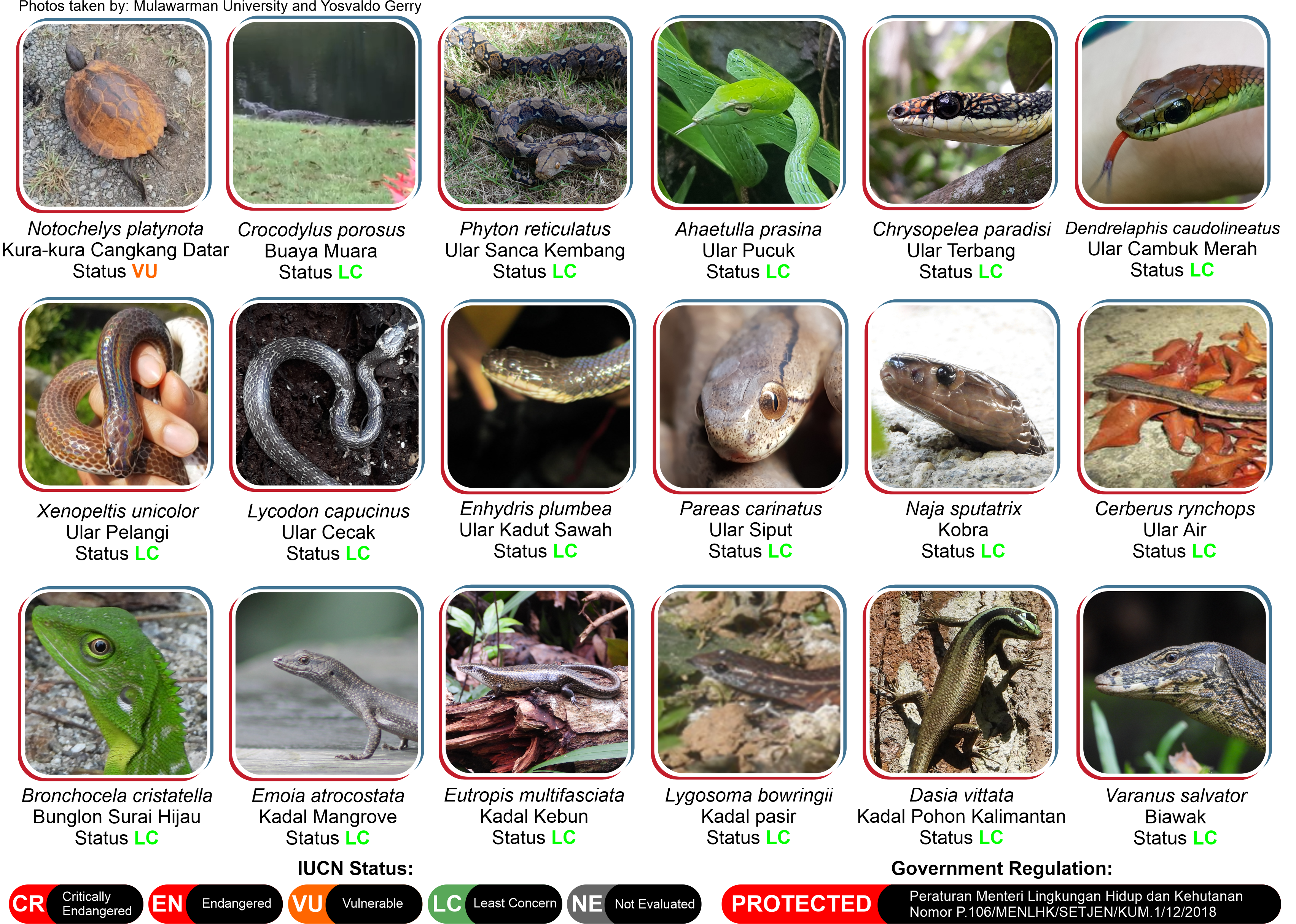 Reptile population trend in Badak LNG Conservation Forest